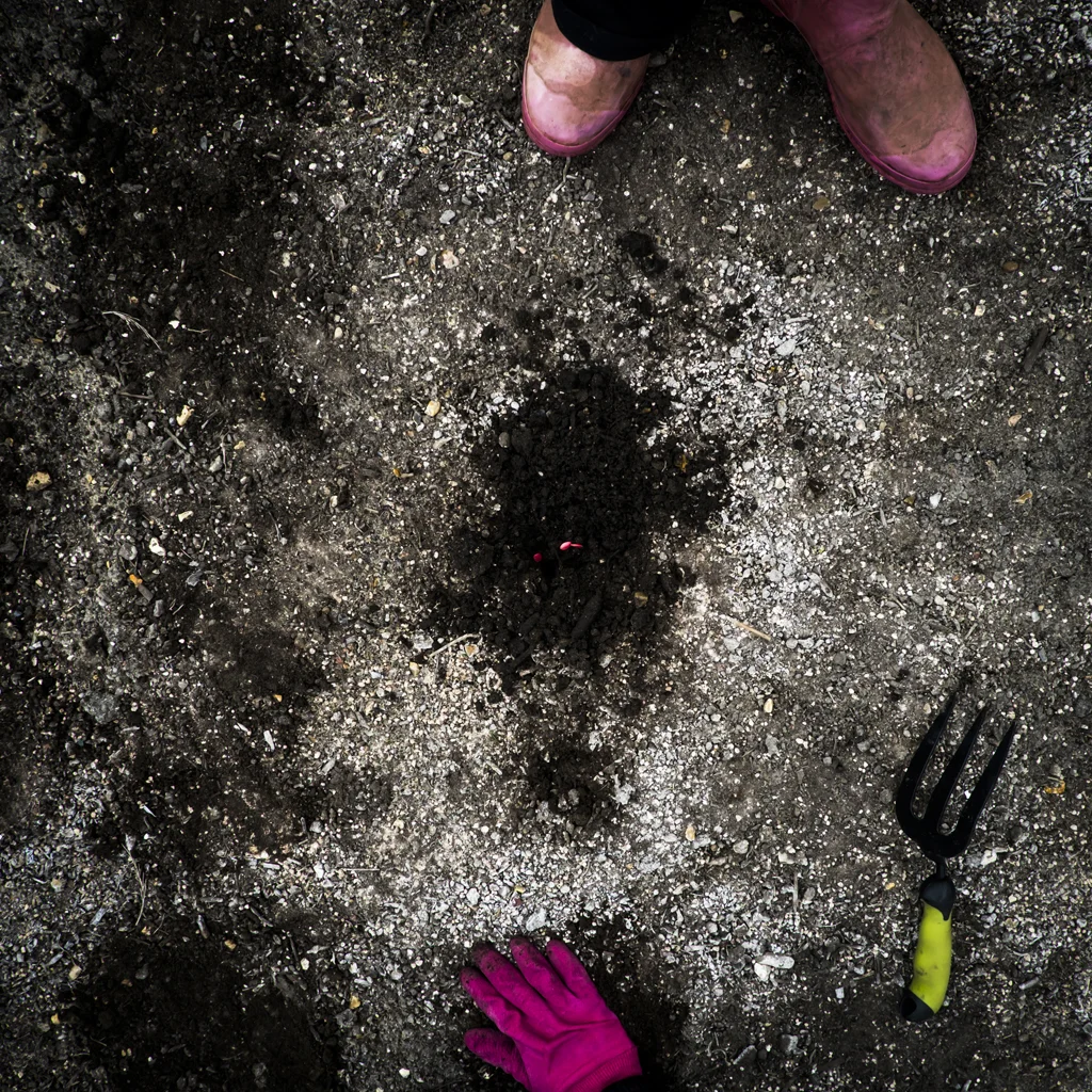 Gardening at Night — Cig Harvey